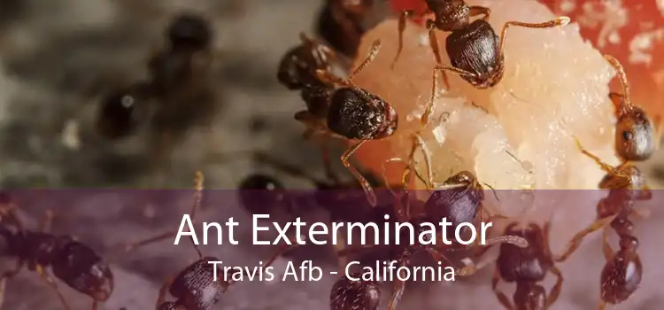 Ant Exterminator Travis Afb - California