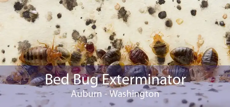 Bed Bug Exterminator Auburn - Washington