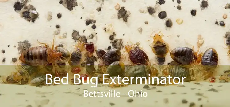 Bed Bug Exterminator Bettsville - Ohio