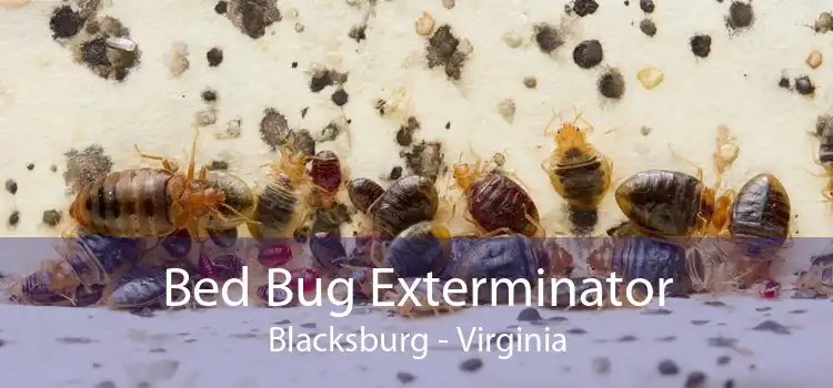 Bed Bug Exterminator Blacksburg - Virginia