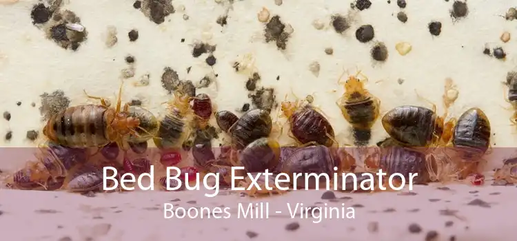 Bed Bug Exterminator Boones Mill - Virginia