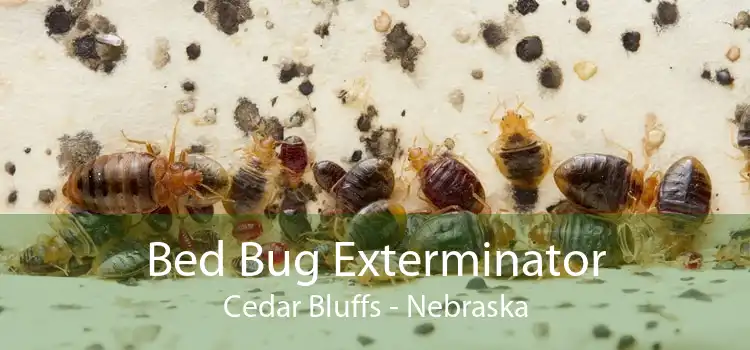 Bed Bug Exterminator Cedar Bluffs - Nebraska