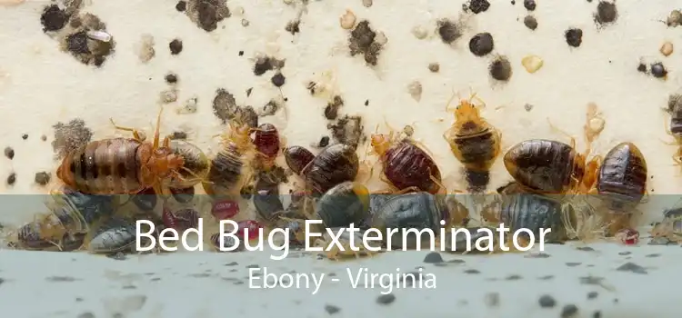Bed Bug Exterminator Ebony - Virginia
