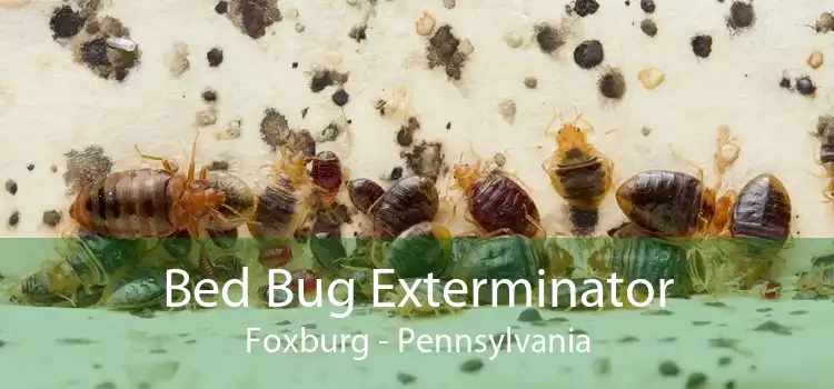 Bed Bug Exterminator Foxburg - Pennsylvania