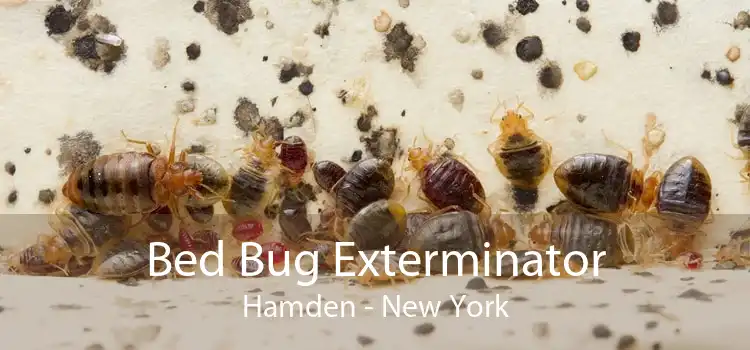 Bed Bug Exterminator Hamden - New York