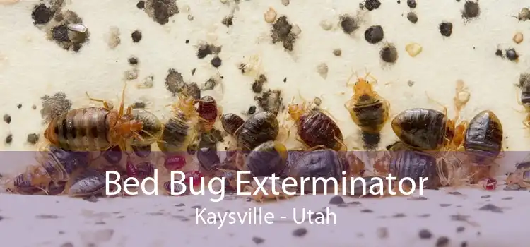 Bed Bug Exterminator Kaysville - Utah