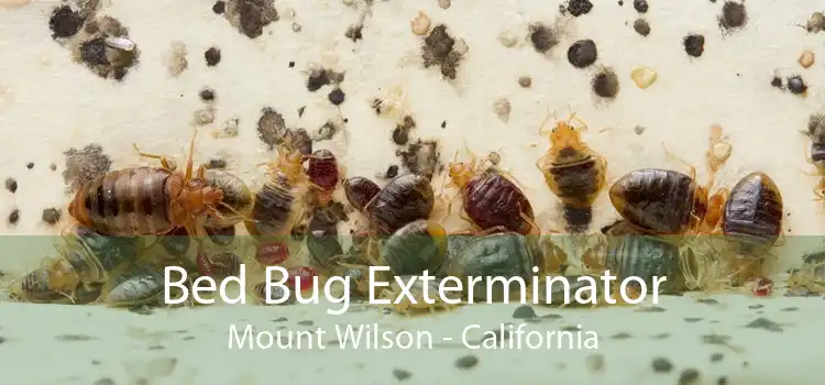 Bed Bug Exterminator Mount Wilson - California
