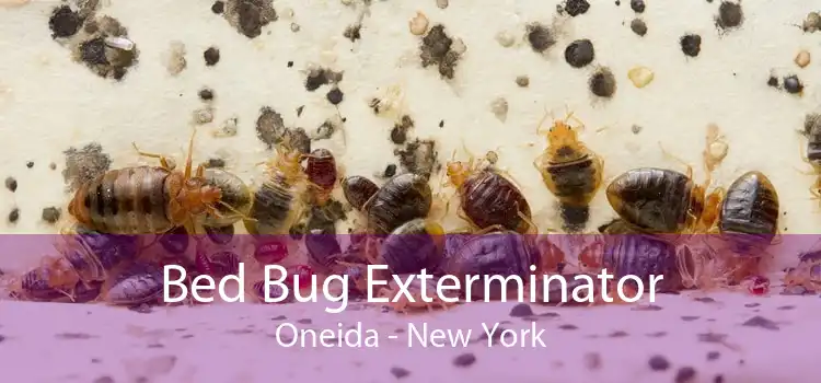 Bed Bug Exterminator Oneida - New York
