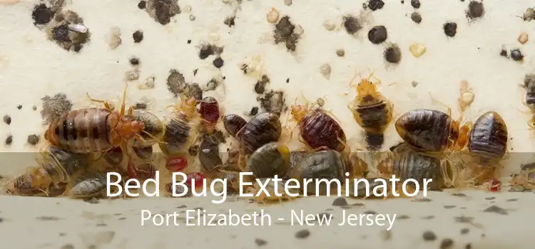 Bed Bug Exterminator Port Elizabeth - New Jersey