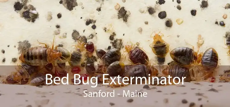 Bed Bug Exterminator Sanford - Maine