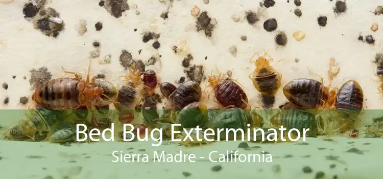 Bed Bug Exterminator Sierra Madre - California