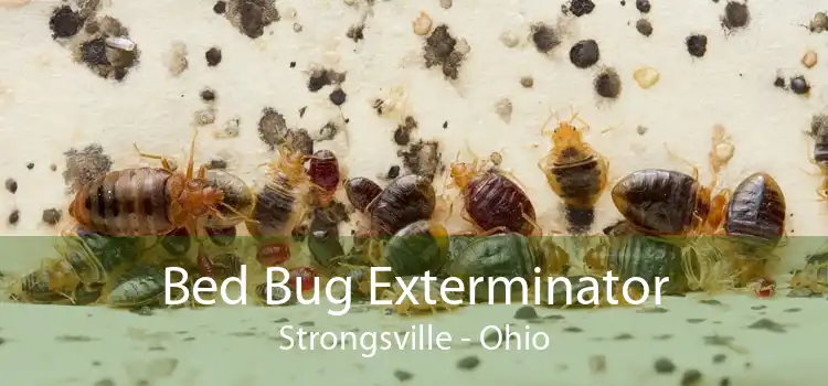 Bed Bug Exterminator Strongsville - Ohio