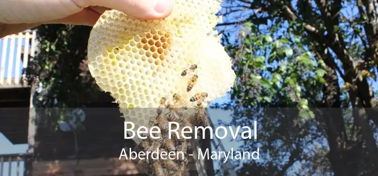Bee Removal Aberdeen - Maryland
