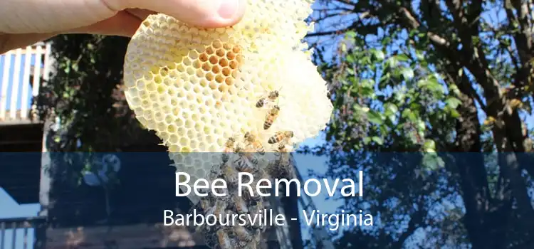 Bee Removal Barboursville - Virginia