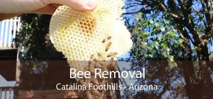 Bee Removal Catalina Foothills - Arizona