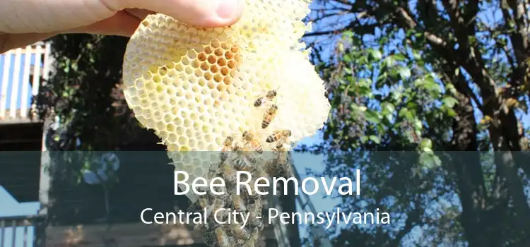 Bee Removal Central City - Pennsylvania