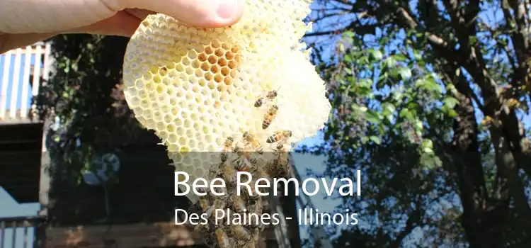 Bee Removal Des Plaines - Illinois