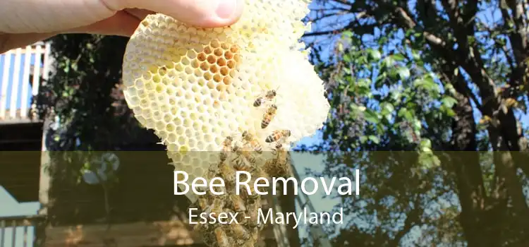 Bee Removal Essex - Maryland