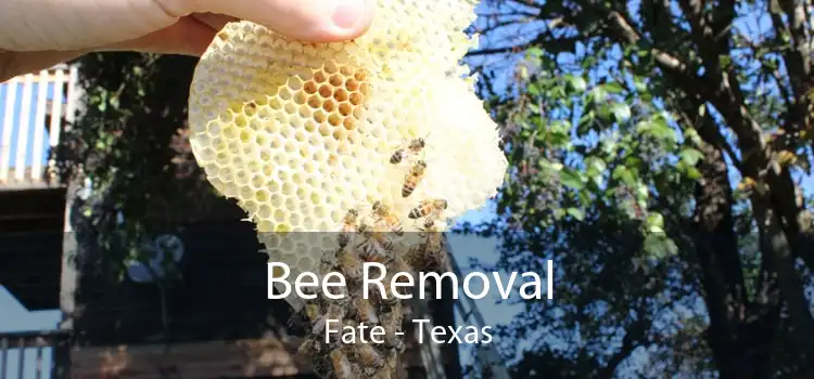 Bee Removal Fate - Texas