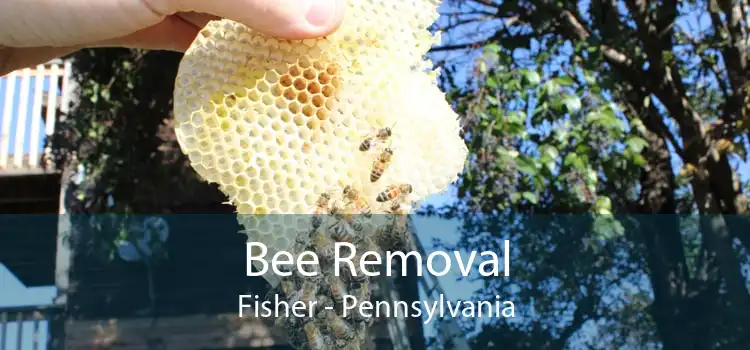Bee Removal Fisher - Pennsylvania