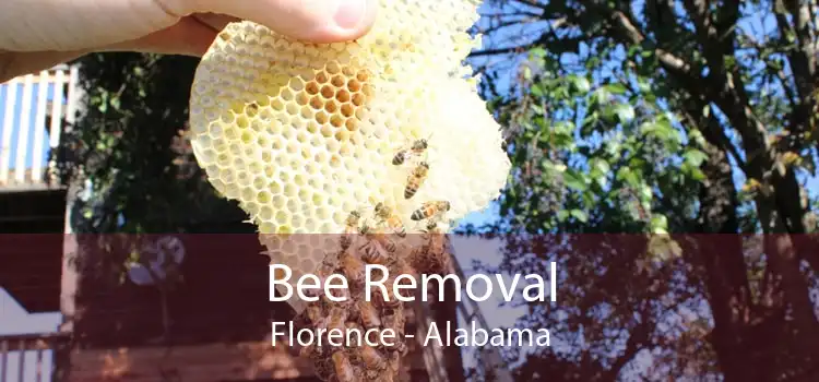 Bee Removal Florence - Alabama