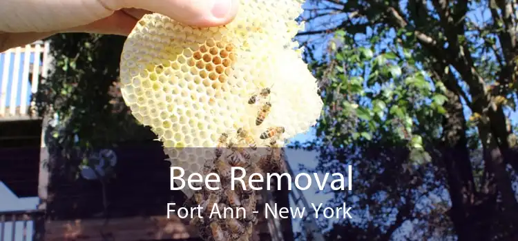 Bee Removal Fort Ann - New York