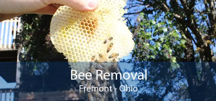 Bee Removal Fremont - Ohio