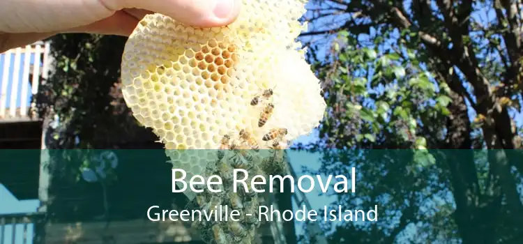 Bee Removal Greenville - Rhode Island