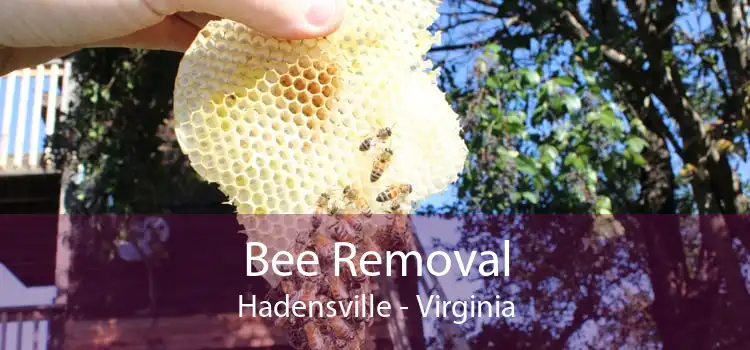 Bee Removal Hadensville - Virginia