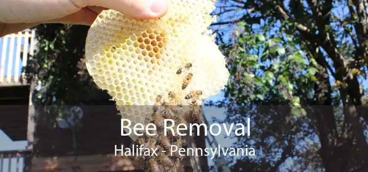 Bee Removal Halifax - Pennsylvania