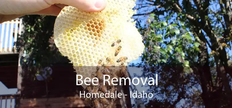 Bee Removal Homedale - Idaho
