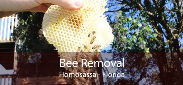 Bee Removal Homosassa - Florida