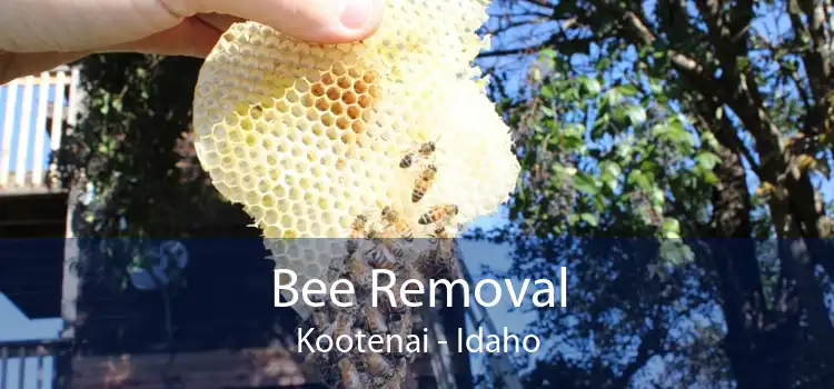 Bee Removal Kootenai - Idaho