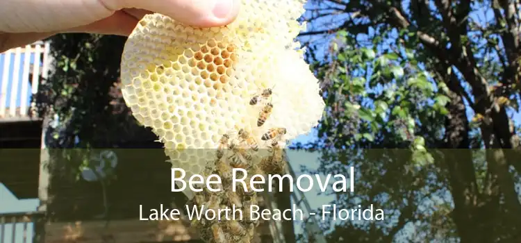 Bee Removal Lake Worth Beach - Florida