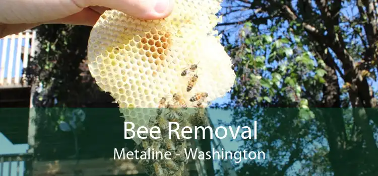Bee Removal Metaline - Washington
