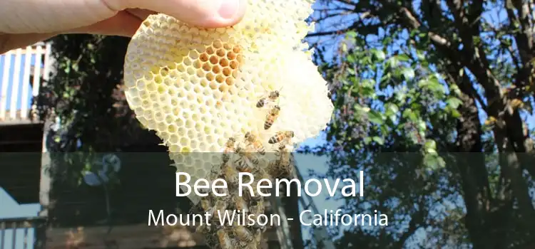 Bee Removal Mount Wilson - California