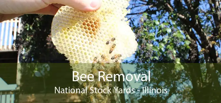 Bee Removal National Stock Yards - Illinois