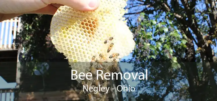 Bee Removal Negley - Ohio