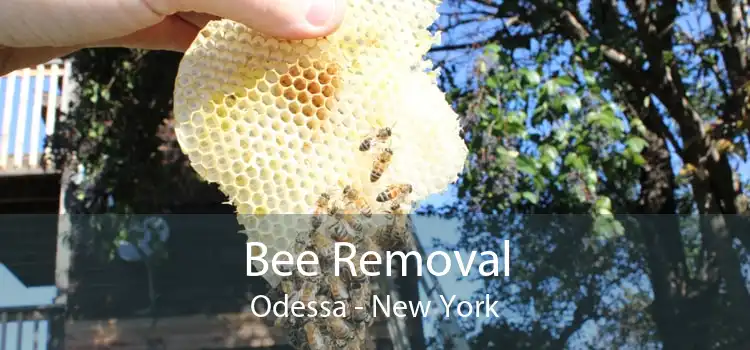 Bee Removal Odessa - New York