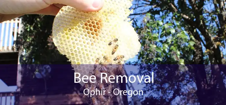 Bee Removal Ophir - Oregon