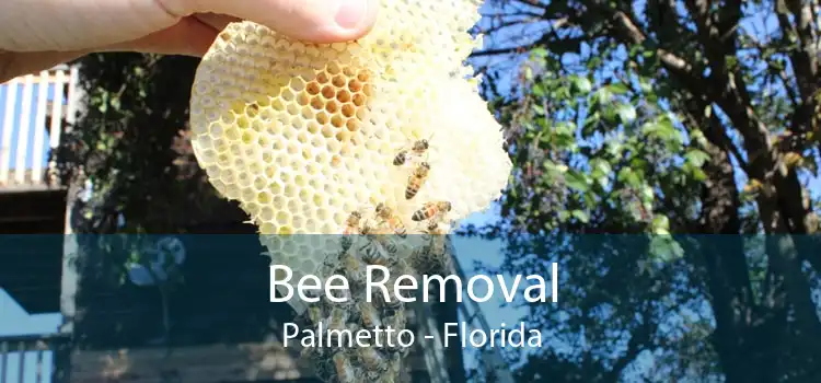 Bee Removal Palmetto - Florida