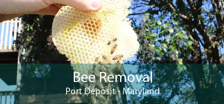 Bee Removal Port Deposit - Maryland