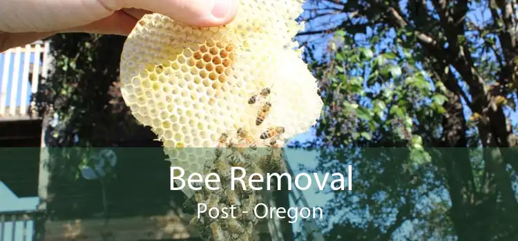 Bee Removal Post - Oregon