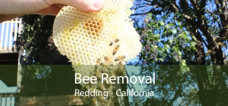 Bee Removal Redding - California