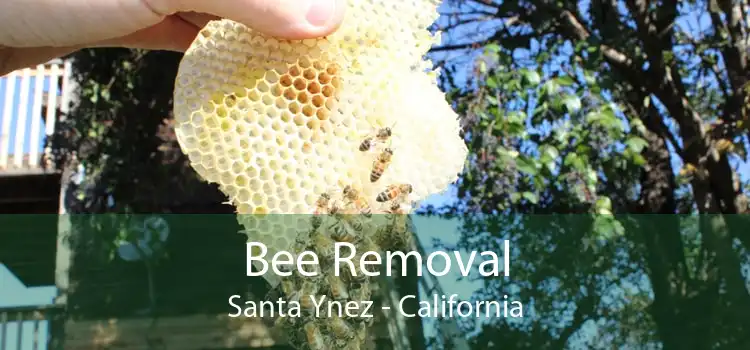 Bee Removal Santa Ynez - California