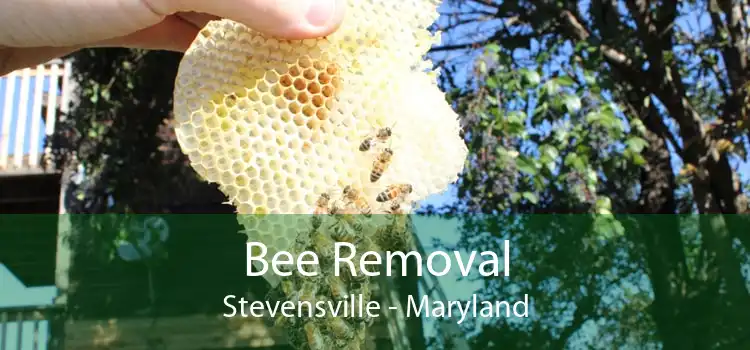 Bee Removal Stevensville - Maryland