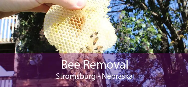Bee Removal Stromsburg - Nebraska