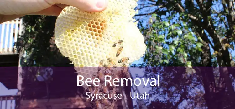 Bee Removal Syracuse - Utah