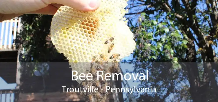 Bee Removal Troutville - Pennsylvania