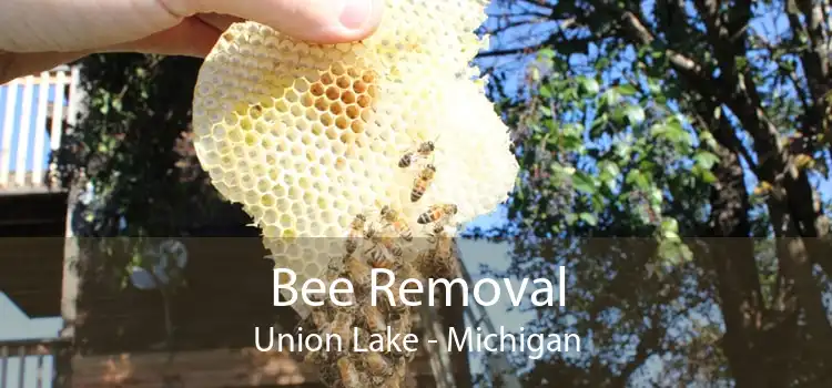Bee Removal Union Lake - Michigan